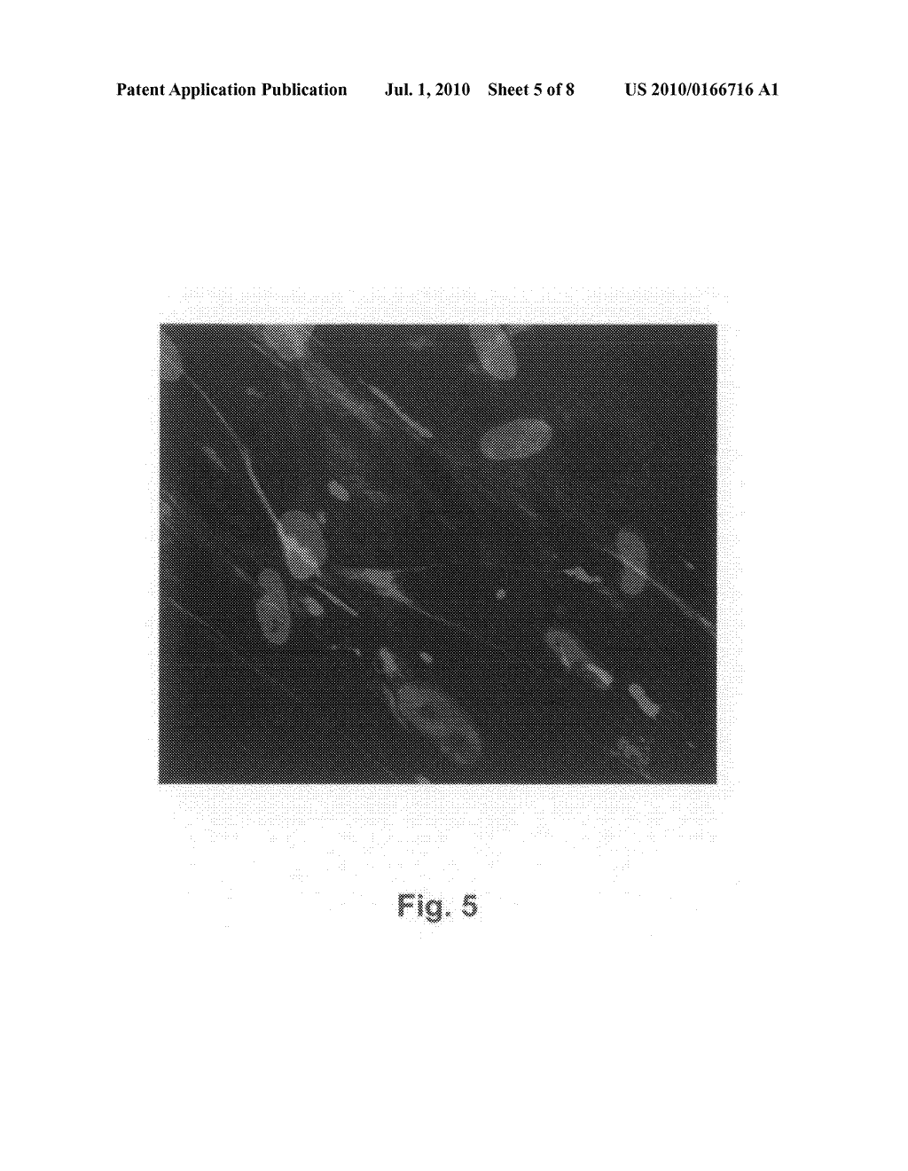 Colony-forming unit cell of human chorion and method to obtain and use thereof - diagram, schematic, and image 06