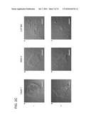 COMPOSITIONS FOR IMPROVING CELLULAR UPTAKE OF A CHEMOTHERAPEUTIC AGENT IN A CELL EXHIBITING MUCIN DEREGULATION diagram and image