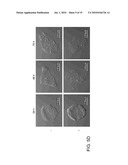 COMPOSITIONS FOR IMPROVING CELLULAR UPTAKE OF A CHEMOTHERAPEUTIC AGENT IN A CELL EXHIBITING MUCIN DEREGULATION diagram and image