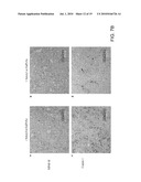 COMPOSITIONS FOR IMPROVING CELLULAR UPTAKE OF A CHEMOTHERAPEUTIC AGENT IN A CELL EXHIBITING MUCIN DEREGULATION diagram and image