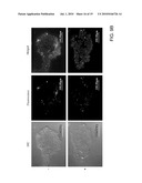 COMPOSITIONS FOR IMPROVING CELLULAR UPTAKE OF A CHEMOTHERAPEUTIC AGENT IN A CELL EXHIBITING MUCIN DEREGULATION diagram and image