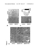 USE OF ANTI-EGFR ANTIBODIES IN TREATMENT OF EGFR MUTANT MEDIATED DISEASE diagram and image