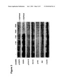 USE OF ANTI-EGFR ANTIBODIES IN TREATMENT OF EGFR MUTANT MEDIATED DISEASE diagram and image