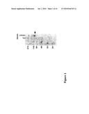 TRANSFERRIN RECEPTOR ANTIBODIES diagram and image