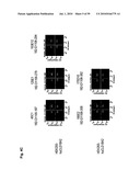 Monoclonal Antibodies Against Claudin-18 for Treatment of Cancer diagram and image