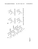 CpG Oligonucleotide Analogs Containing Hydrophobic T Analogs with Enhanced Immunostimulatory Activity diagram and image