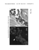 Gammaretrovirus associated with cancer diagram and image