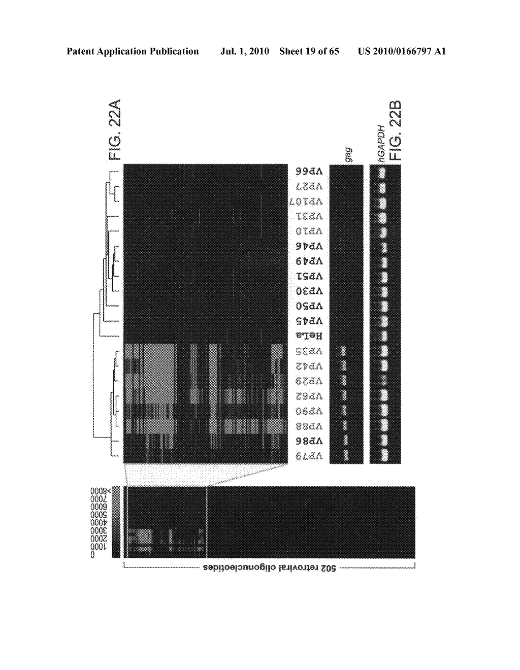 Gammaretrovirus associated with cancer - diagram, schematic, and image 20