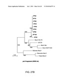 Gammaretrovirus associated with cancer diagram and image