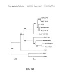 Gammaretrovirus associated with cancer diagram and image