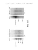 Gammaretrovirus associated with cancer diagram and image