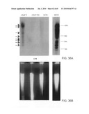 Gammaretrovirus associated with cancer diagram and image