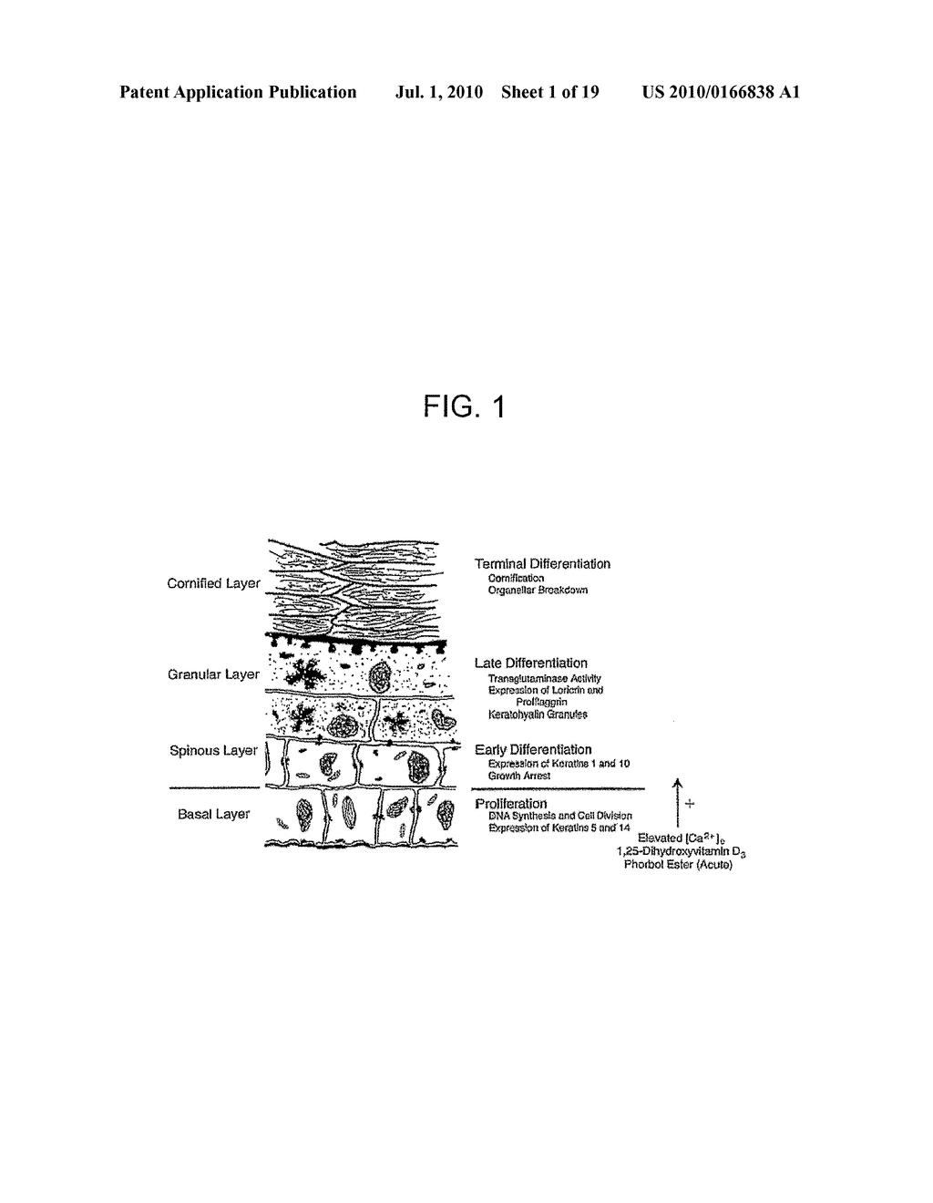 Methods And Compositions For Modulating Keratinocyte Function - diagram, schematic, and image 02