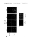 NOVEL PROTEIN EXPRESSION SYSTEM diagram and image