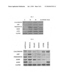 OVIDUCT SPECIFIC EXPRESSION PROMOTER AND RECOMBINANT EXPRESSION VECTOR COMPRISING THE SAME diagram and image