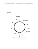 REDUCTION OF CARBON DIOXIDE EMISSION DURING ISOPRENE PRODUCTION BY FERMENTATION diagram and image