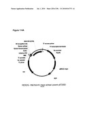 SYSTEMS USING CELL CULTURE FOR PRODUCTION OF ISOPRENE diagram and image