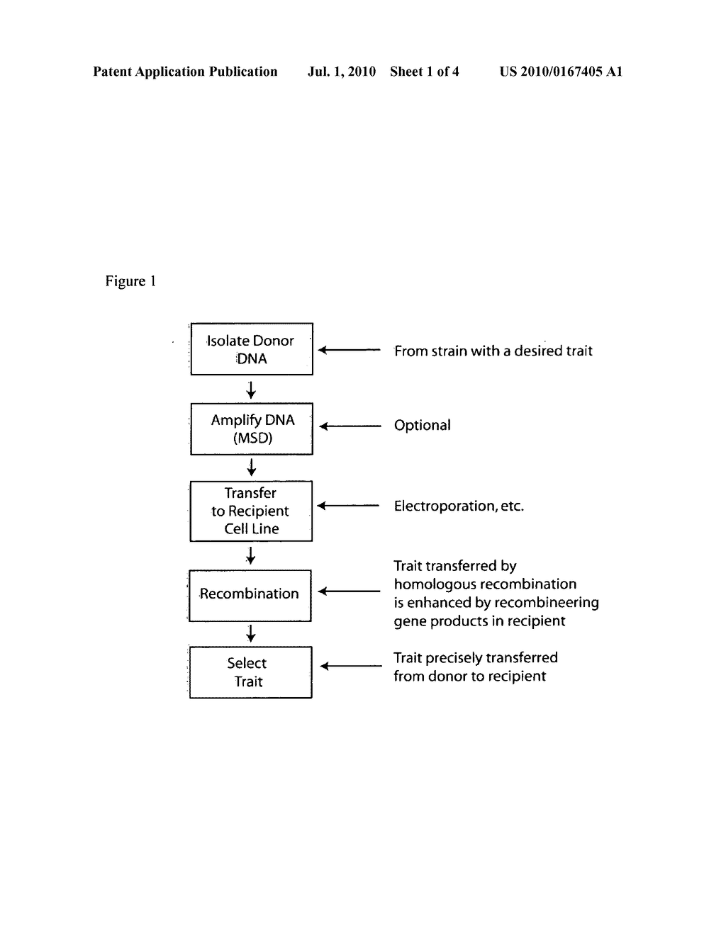 PROCESSES FOR IMPROVED STRAIN ENGINEERING - diagram, schematic, and image 02