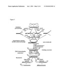 PROCESSES FOR IMPROVED STRAIN ENGINEERING diagram and image