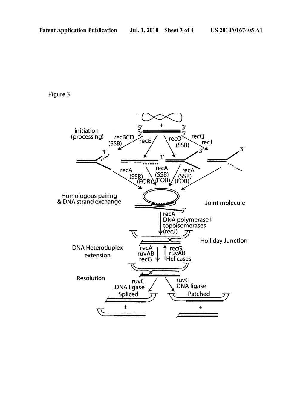 PROCESSES FOR IMPROVED STRAIN ENGINEERING - diagram, schematic, and image 04