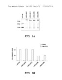 STABILIZED LOW AFFINITY CONFORMATION OF INTEGRINS FOR DRUG DISCOVERY diagram and image