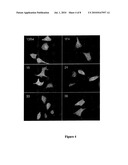 METHODS FOR PRODUCING ACTIVE SCFV ANTIBODIES AND LIBRARIES THEREFOR diagram and image