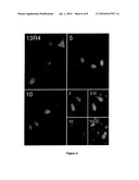 METHODS FOR PRODUCING ACTIVE SCFV ANTIBODIES AND LIBRARIES THEREFOR diagram and image