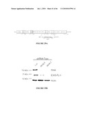 TARGETING OF EWS-FLI1 AS ANTI-TUMOR THERAPY diagram and image
