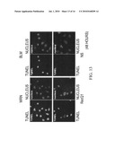 APOPTOSIS INDUCER FOR CANCER CELL diagram and image