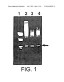 Chimeric CrylE Delta Endotoxin and Methods of Controlling Insects diagram and image