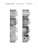 ANIMAL MODEL SIMULATING NEUROLOGIC DISEASE diagram and image