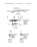 GENES CONTROLLING WINTER DORMANCY IN PERENNIALS AND USES THEREOF diagram and image