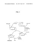 Nucleic acids encoding plant glutamine phenylpyruvate transaminase (GPT) and uses thereof diagram and image