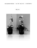 Nucleic acids encoding plant glutamine phenylpyruvate transaminase (GPT) and uses thereof diagram and image