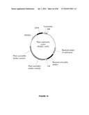 PLANTS HAVING ENHANCED YIELD-RELATED TRAITS AND A METHOD FOR MAKING THE SAME diagram and image