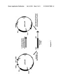 USE OF TAILORED RECOMBINASES FOR THE TREATMENT OF RETROVIRAL INFECTIONS diagram and image