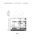 METHODS OF GENERATING CARDIOMYOCYTES diagram and image