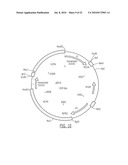 Combination of an Anti-Ep-CAM Antibody with a Chemotherapeutic Agent diagram and image