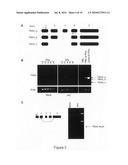 METHODS AND MATERIALS RELATED TO TRAIL ISOFORMS diagram and image