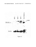 METHODS AND MATERIALS RELATED TO TRAIL ISOFORMS diagram and image