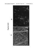 Electrospun Scaffolds And Methods Of Generating And Using Same diagram and image