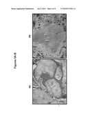 Electrospun Scaffolds And Methods Of Generating And Using Same diagram and image