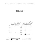 NOVEL SERPENTINE TRANSMEMBRANE ANTIGENS EXPRESSED IN HUMAN CANCERS AND USES THEREOF diagram and image