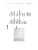 NOVEL SERPENTINE TRANSMEMBRANE ANTIGENS EXPRESSED IN HUMAN CANCERS AND USES THEREOF diagram and image