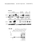 NOVEL SERPENTINE TRANSMEMBRANE ANTIGENS EXPRESSED IN HUMAN CANCERS AND USES THEREOF diagram and image