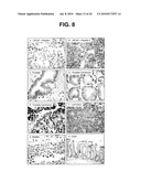 NOVEL SERPENTINE TRANSMEMBRANE ANTIGENS EXPRESSED IN HUMAN CANCERS AND USES THEREOF diagram and image