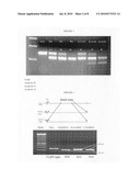 GLYCOSYLATION ENGINEERED ANTIBODY THERAPY diagram and image