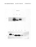 GLYCOSYLATION ENGINEERED ANTIBODY THERAPY diagram and image