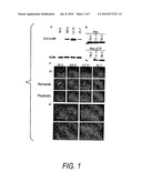 NONHUMAN MODEL ANIMAL LACKING THE ABILITY TO CONTROL LYMPHOCYTE MIGRATION diagram and image