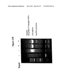 Repair of Nucleic Acids for Improved Amplification diagram and image